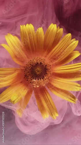 Vertical video. Fog flower. Ethereal smoke. Defocused pink color leopards bane texture nature yellow ink flowing in water on abstract dark black background.