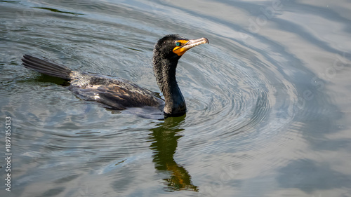 Photos cormorant in the water