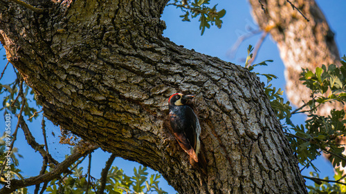 Woodpeckers on a tree feeding their chick
