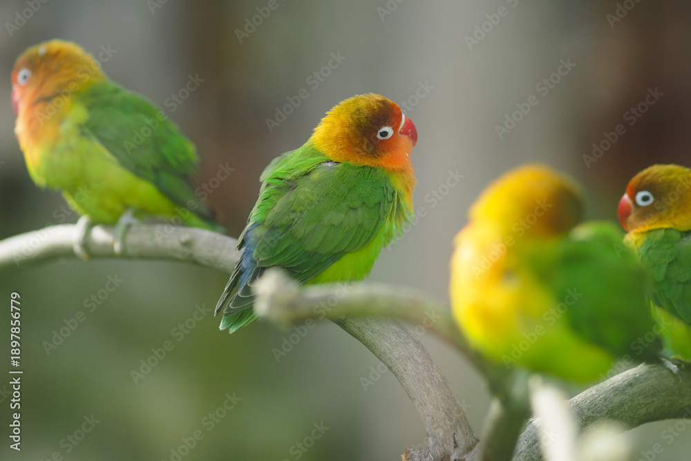 Fototapeta premium Colorful birds sit on a branch in nature setting