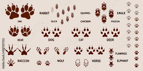 Animal footprints and tracks a diverse collection of wildlife signs