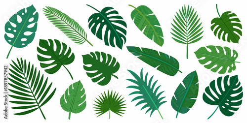 Collection of vibrant green tropical monstera and palm leaves on white background