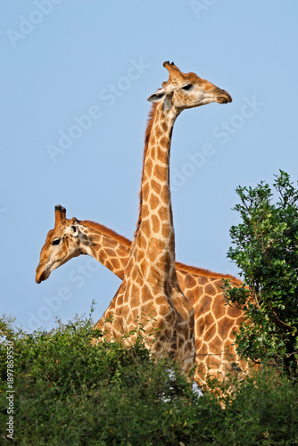 Two giraffes (Giraffa camelopardalis) standing in natural habitat, Kruger National park, South Africa