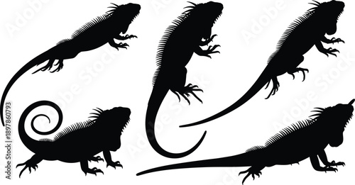 Black iguana silhouettes in various poses on white background reptile lizard