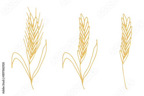 Set of hand drawn cereal wheat oat rye barley rice ears spikelet clipart Organic wheat bread agriculture farming harvest healthy food Single element for design print packaging label decor