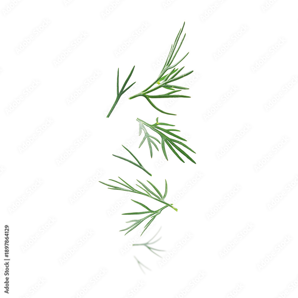 Obraz premium Green sprigs of dill levitate on a white background