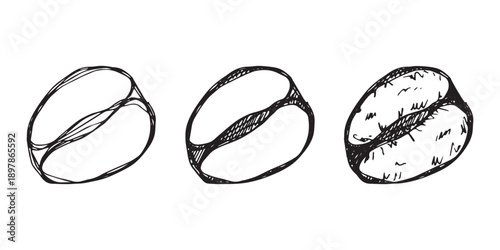 Set of hand drawn fresh roasted coffee bean Arabica robusta seed doodle Single element for design print packaging label decor