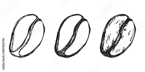 Set of hand drawn fresh roasted coffee bean Arabica robusta seed doodle Single element for design print packaging label decor