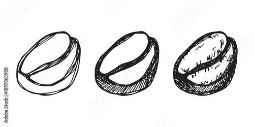 Set of hand drawn fresh roasted coffee bean Arabica robusta seed doodle Single element for design print packaging label decor