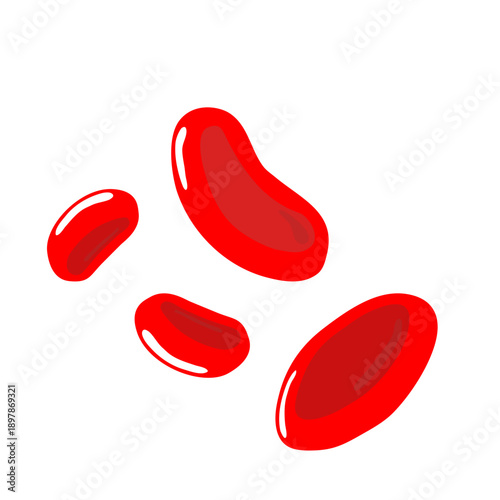 Erythrocytes vector