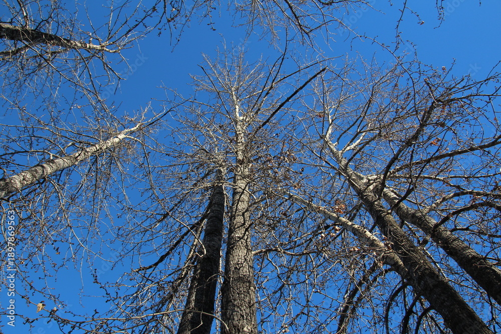 Fototapeta premium tree branches against sky