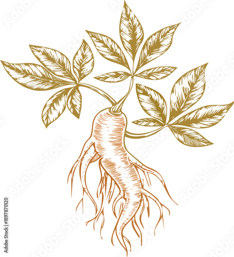 Hand drawn illustration of a ginseng root with leaves, fine line hatching