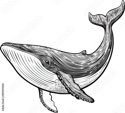 Hand drawn engraving style vector illustration of a whale in side view, detailed cross hatching