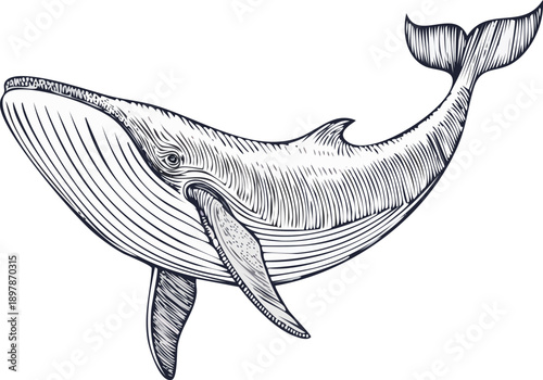  Hand drawn engraving style vector illustration of a whale in side view