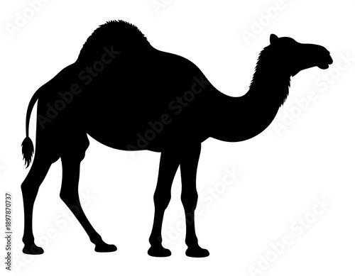 Silhouetted, two-humped desert animal in profile, solid black on white