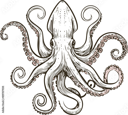  Hand drawn engraving style vector illustration of an octopus with flowing tentacles