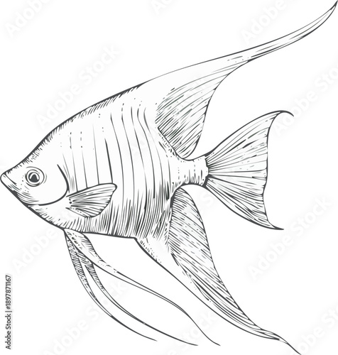 Hand drawn engraving style vector illustration of an angelfish with long fins, delicate lines