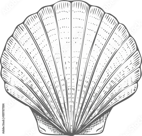 Hand drawn engraving style vector illustration of a scallop shell, fine radial line hatching
