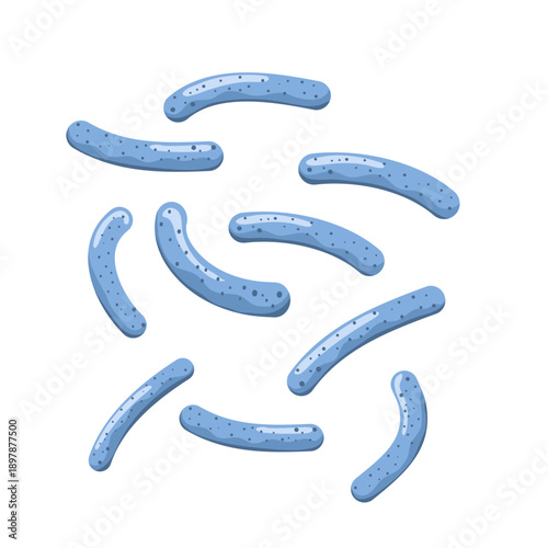 Lactobacillus probiotic bacteria