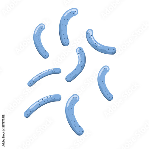 Lactobacillus probiotic bacteria