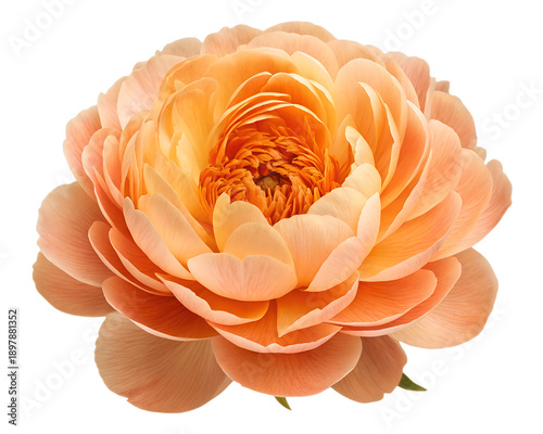 Peach ranunculus flower isolated on transparent background