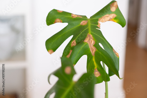 unhealthy monstera plant leaf with dry patches