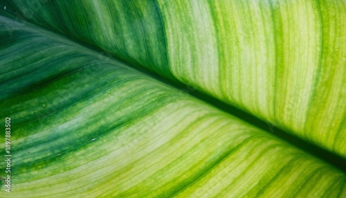 Vibrant, intricately detailed close up photograph of a lush, healthy tropical leaf, showcasing its striking variegated patterns of deep emerald green and bright