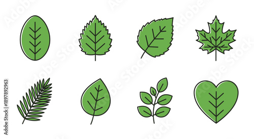 Collection of various green leaf shapes and types, illustrating botanical diversity and natural forms.