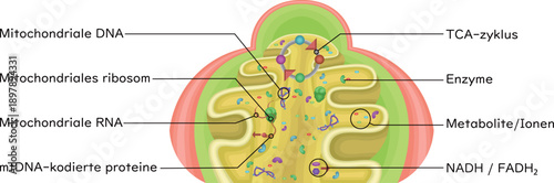 Mitochondrial Matrix Showing Enzymes German