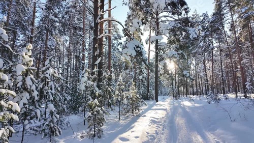 Wallpaper Mural Winter forest trail covered in fresh snow winding through a sunny landscape. With evergreen trees and long shadows. Offering a serene environment for outdoor excursions Torontodigital.ca