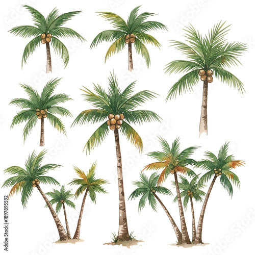 Isolated green palm tree on a white background with a tropical summer feel