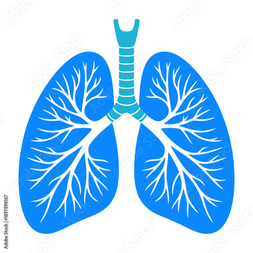 Anatomical illustration of human lungs.