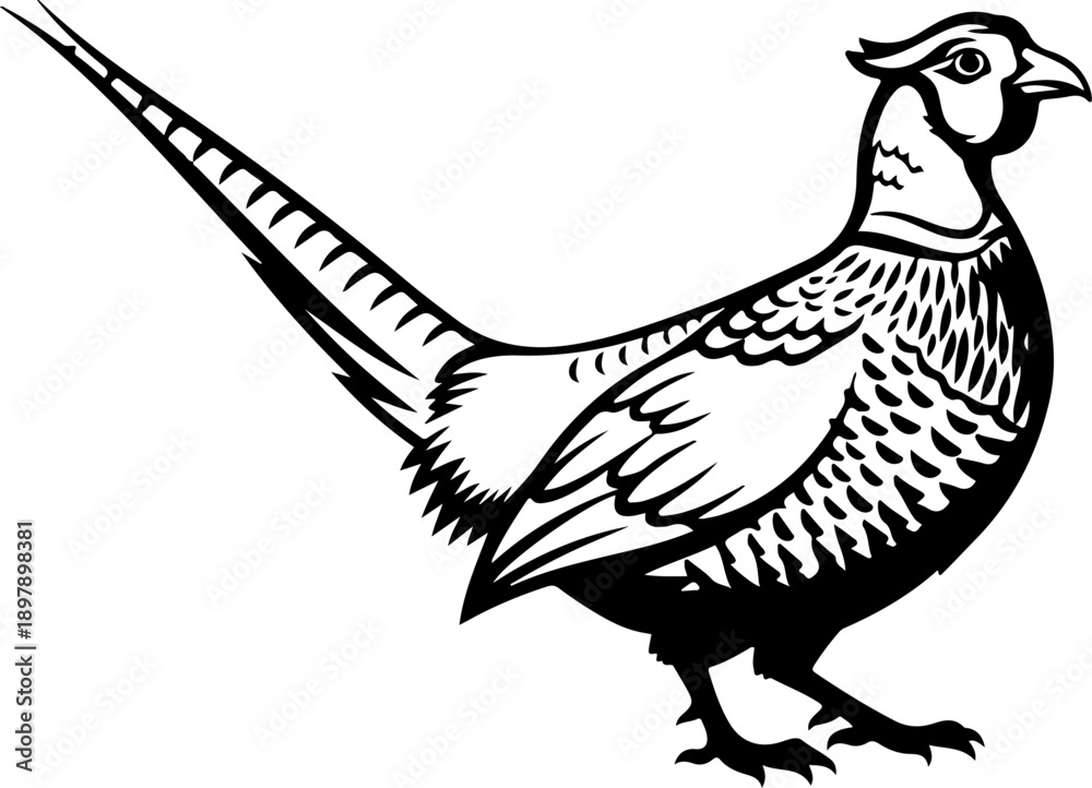 Obraz premium Pheasant silhouette vector illustration