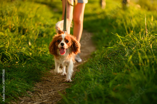 Obraz na plátně Pet walk with its owner