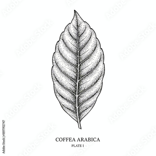 Detailed illustration of Coffea Arabica leaf