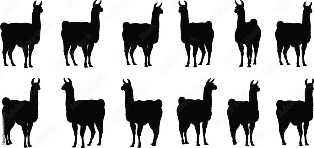 Fototapeta premium Collection of black llama silhouettes standing on a white background in various poses