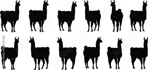 Collection of black llama silhouettes standing on a white background in various poses