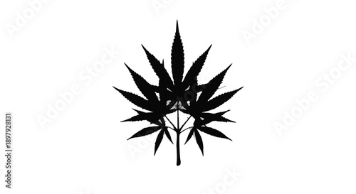Stylized black cannabis leaf silhouette on a white background, representing natural growth and organic elements.