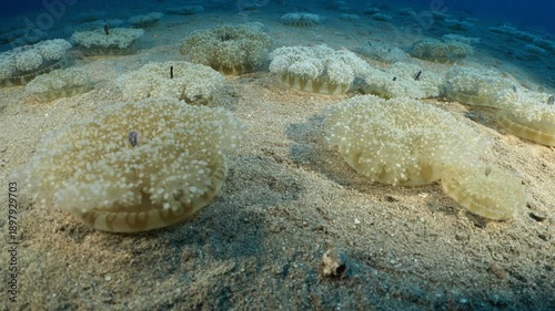 Cassiopea andromeda jellyfish underwater swim mediterranean sea jelly fish