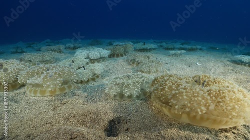 Cassiopea andromeda jellyfish underwater swim mediterranean sea jelly fish