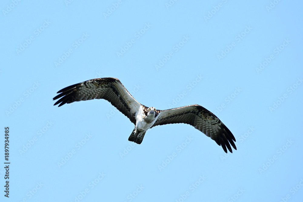 Obraz premium Wild bird of prey soaring high with wings fully extended against a clear blue sky. Minimal wildlife scene symbolizing freedom, strength, and natural flight.