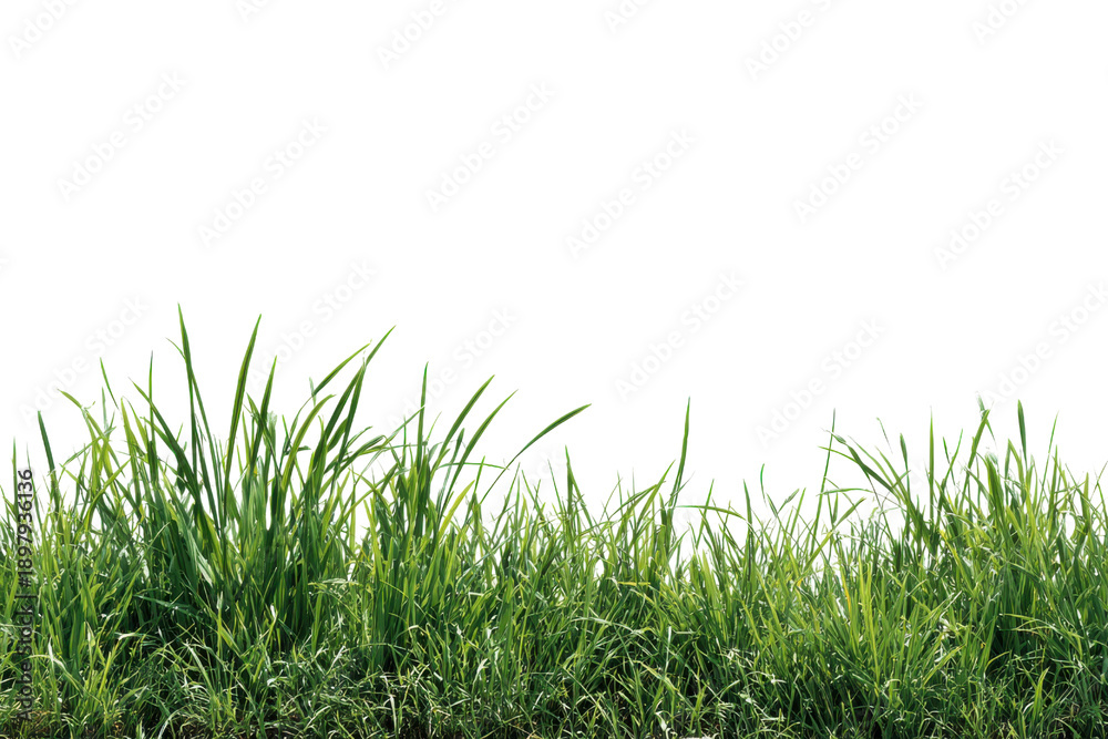 Fototapeta premium Green grass growing in a row on a black background nature field