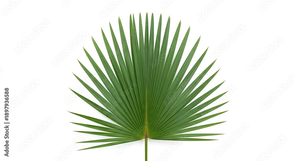 Fototapeta premium Isolated palm leaf with slender stem on transparent background, viewed from directly above