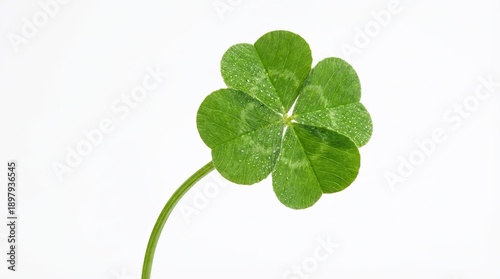 Four leaf clover with vibrant green leaves and a long slender stem isolated on white background object on white and png