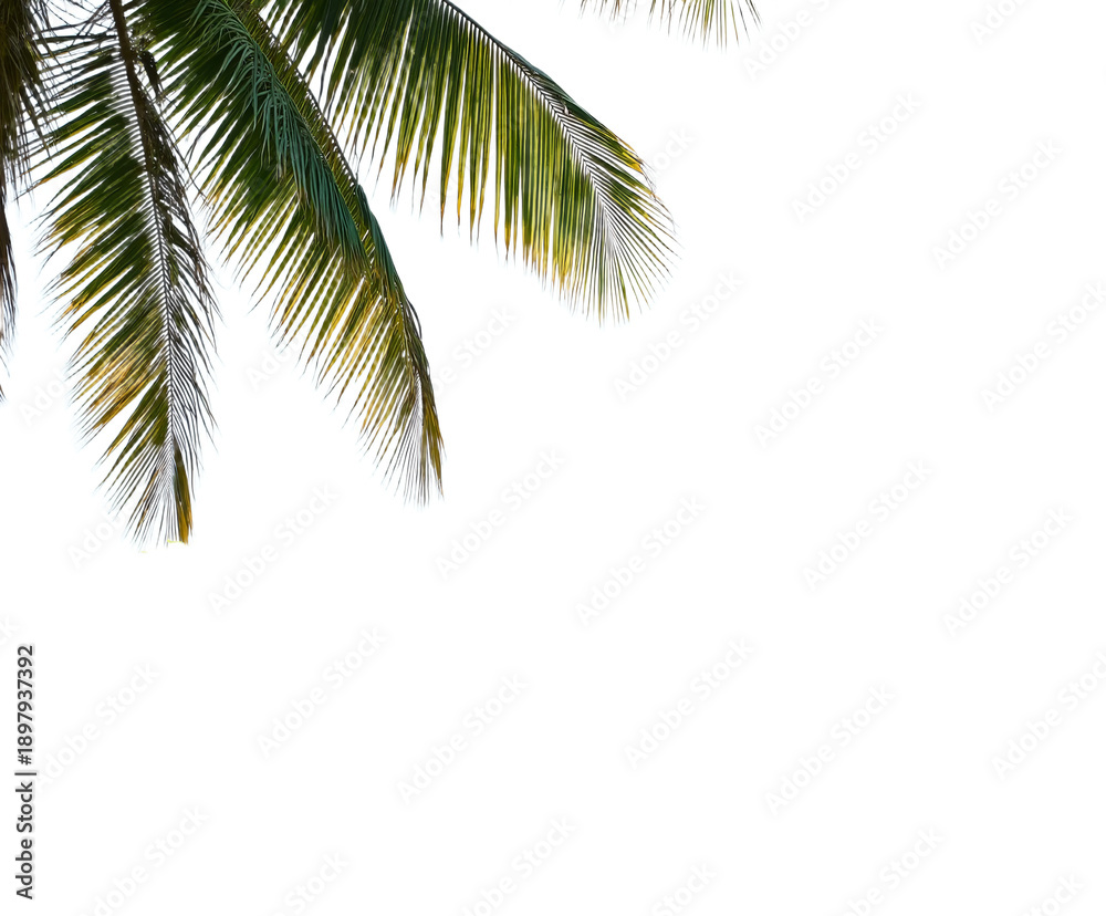 Obraz premium palm tree leaves isolated on white, png