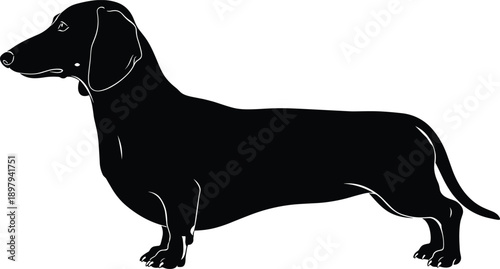 Dachshund dog silhouette side view illustration, pet animal design for veterinary, breeding and training concepts, cute domestic canine isolated on white background
