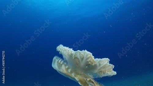 Cassiopea andromeda jellyfish underwater swim mediterranean sea jelly fish