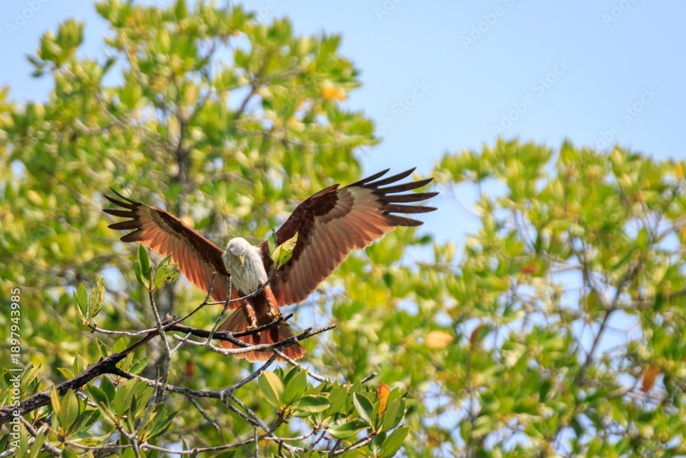 Obraz premium The Canopy Landing: A Brahminy Kite Descending into the Mangroves
