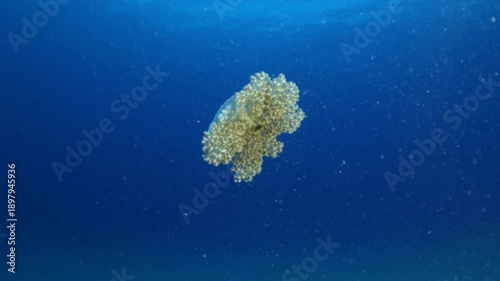 Cassiopea andromeda jellyfish underwater swim mediterranean sea jelly fish