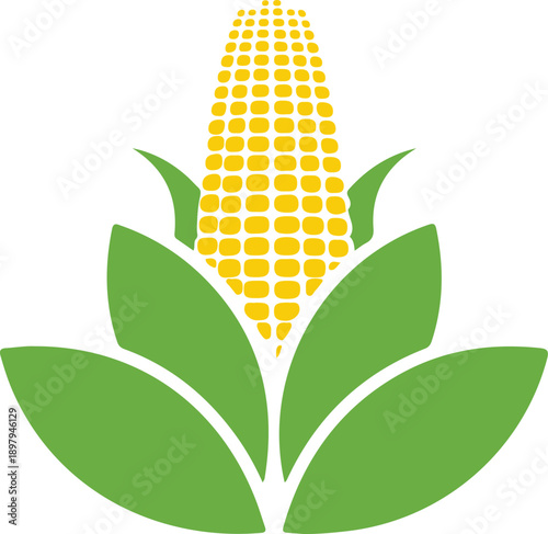 Golden corn on cob with green husks and leaves representing organic farming agriculture and fresh vegetable harvest for healthy food market